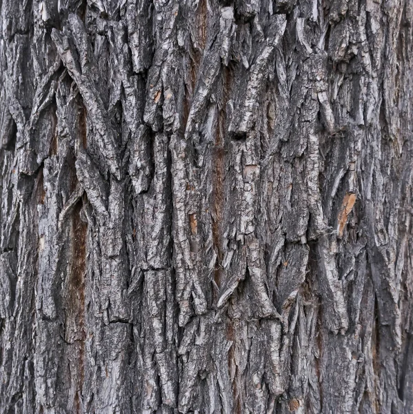在晚秋阳光下闪闪发光的榆树树皮的纹理 — 图库照片