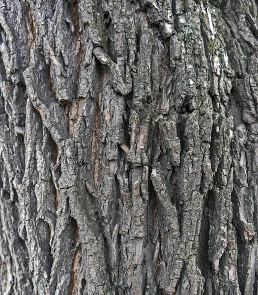 Konsistens Barken Elm Tree Mousserande Höst Kvällssolen — Stockfoto