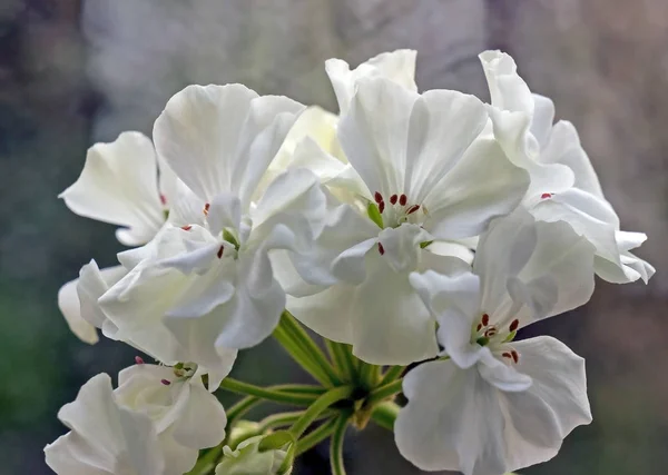 white geranium in a pot blooms on the windowsill