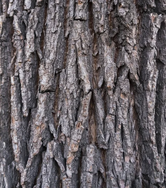 Textura Casca Uma Árvore Ulmeiro Espumante Sol Outono Tarde — Fotografia de Stock