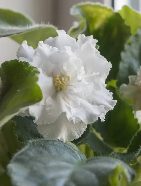White Terry Violet Pot Blooming Windowsill Narrow Focus Area — Stock Photo, Image