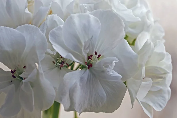 white geranium in a pot blooms on the windowsill