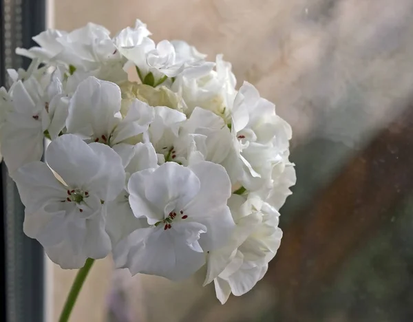 White Geranium Pot Blooms Windowsill — Stock Photo, Image