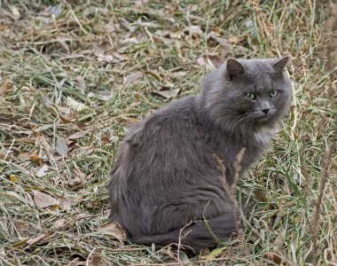 yeşil gözlü sonbahar otların arasında oturan gri tüylü kedi