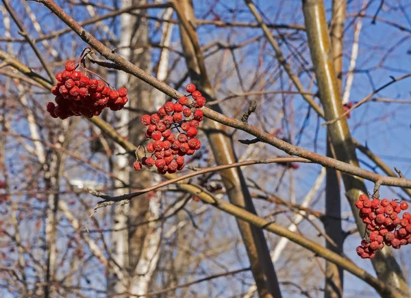 Bayas Rowan Maduras Iluminadas Por Sol Mañana Ramas Sin Hojas — Foto de Stock