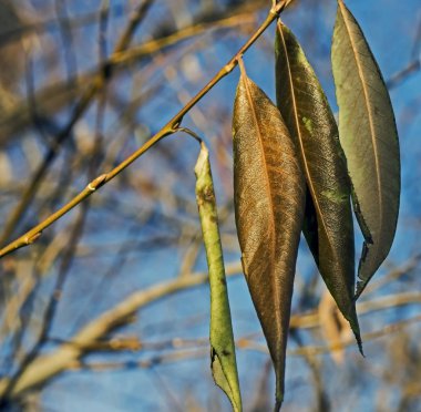 ile altın parlaklık parlayan dal kuru sonbahar kahverengi ve yeşil yaprakları
