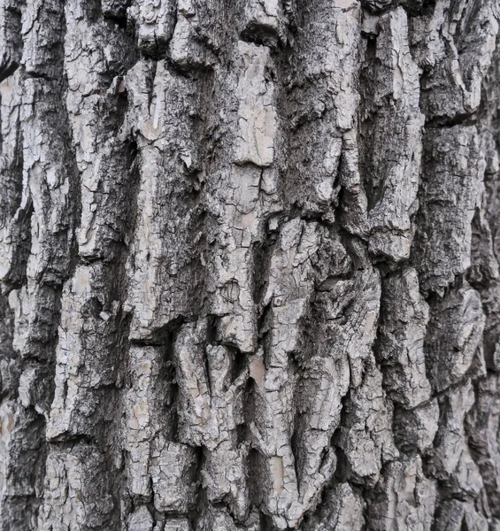 Structuur Van Schors Van Een Oude Boom Een Bewolkte Herfstdag — Stockfoto