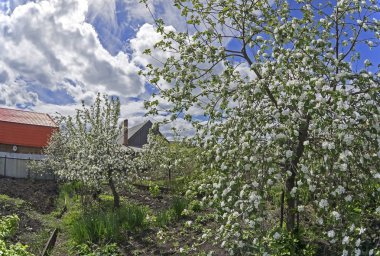 mavi gökyüzü bulutlu karşı bahçede çiçek açan elma ağaçlarının