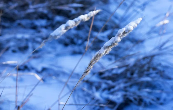 雑草植物のふわふわ耳ブルーぼやけた景色に対して朝の太陽に照らされて最初の雪で覆われています — ストック写真