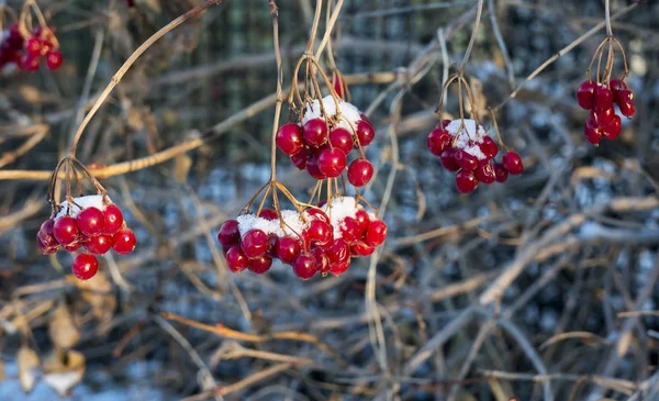 早朝に最初の雪で覆われたガマズミ属の木の真っ赤な果実 — ストック写真