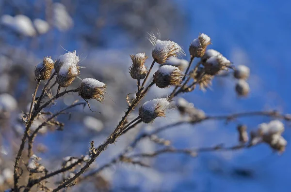 seeds of a weed plant covered with the first snow