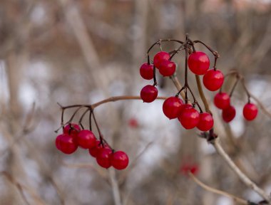 kartopu dallar bulutlu bir günde sonbaharda yaprakları olmadan olgun meyveler
