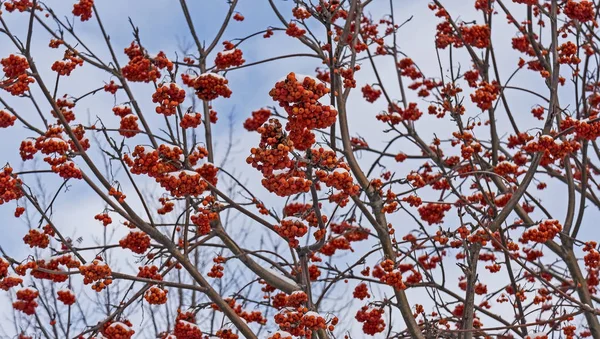 Üvez Meyveleri Mavi Gökyüzü Kar Ile Kaplı — Stok fotoğraf