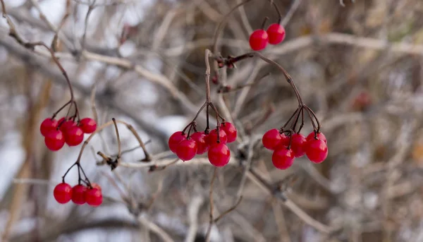 Bagas Maduras Viburnum Ramos Sem Folhas Outono Dia Nublado — Fotografia de Stock