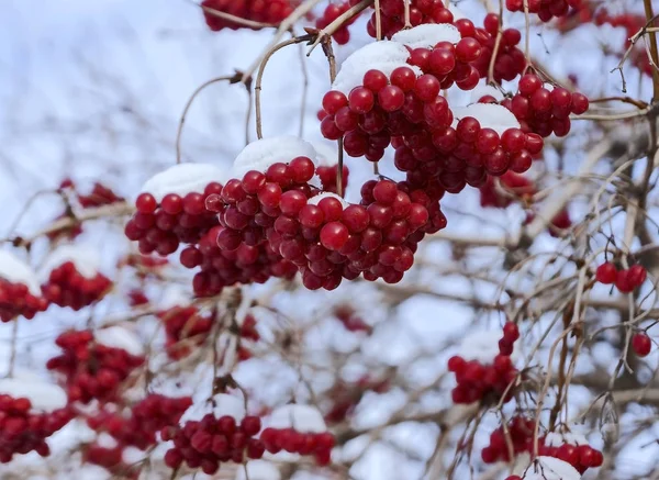 明亮的红色浆果的 Viburnum 覆盖着第一雪在清晨 — 图库照片