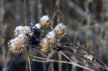 Dulavratotu tohum bulanık doğa arka plan üzerinde kar ile kaplı