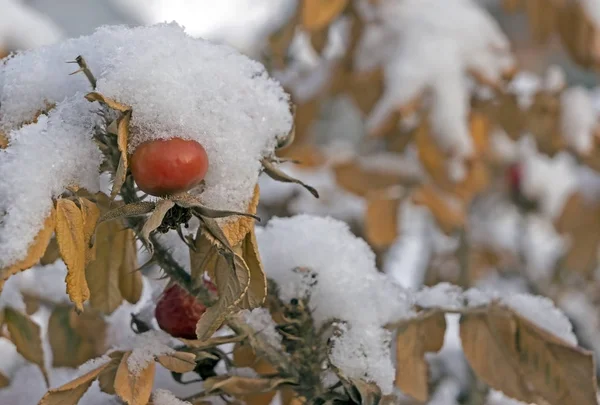 雪で覆われた赤とオレンジのローズヒップ マクロ — ストック写真