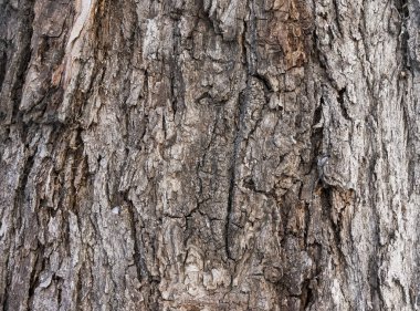 eski bir kavak kabuğu dokusu