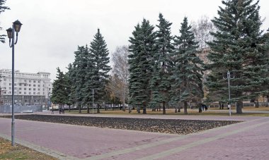 Mavi Ladin sonbaharında şehir meydanında çıplak huş ağaçları yanında