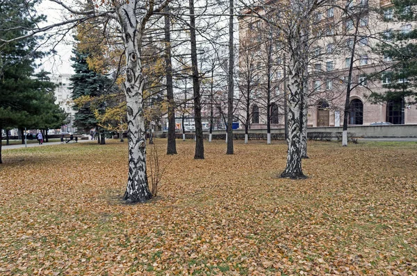 Земля усыпанная желтыми осенними листьями на городской площади — стоковое фото