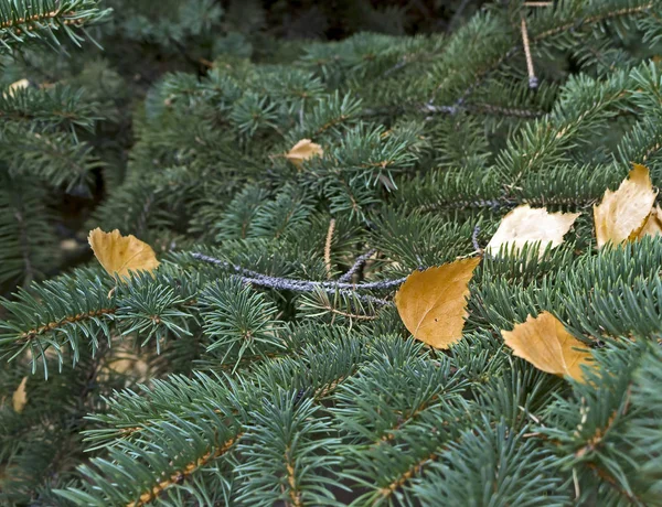 Herabgefallene gelbe Birkenblätter liegen auf den Ästen der Fichte — Stockfoto