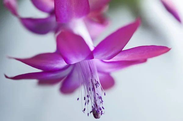 Natal Cacto Flor Com Nome Latino Schlumbergera Luz Desfocada Fundo — Fotografia de Stock