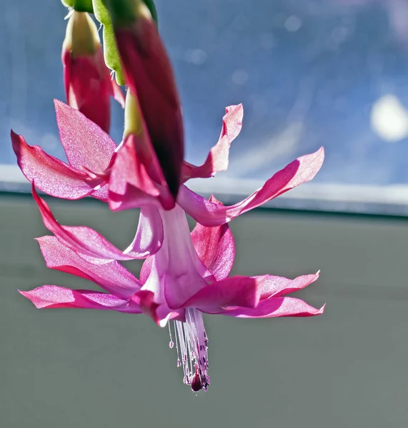 Fleur Cactus Noël Avec Nom Latin Schlumbergera Sur Fond Flou — Photo