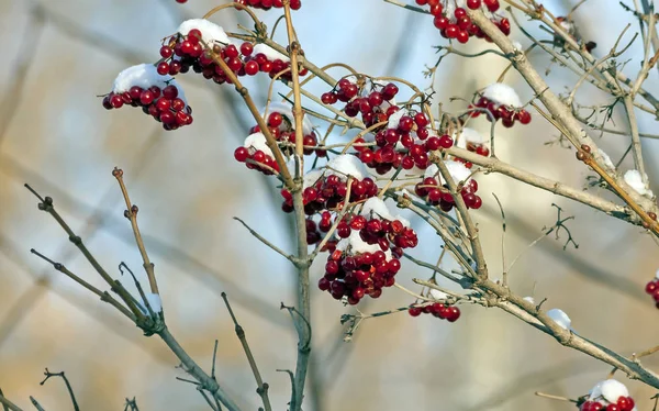 早朝に最初の雪で覆われたガマズミ属の木の真っ赤な果実 — ストック写真