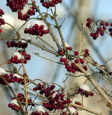 Sabahın erken saatlerinde ilk karla kaplı kartopu parlak kırmızı meyveler