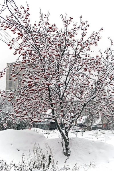 Рябина с ягодами во время снегопада — стоковое фото