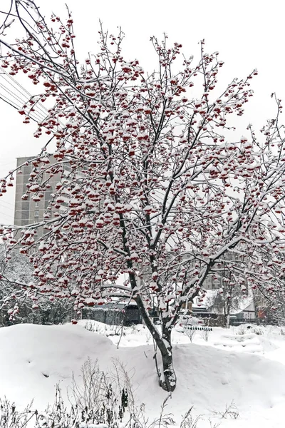 降雪の中に果実のナナカマド — ストック写真