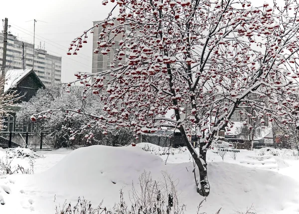 Rowan tree med bär under snöfall — Stockfoto