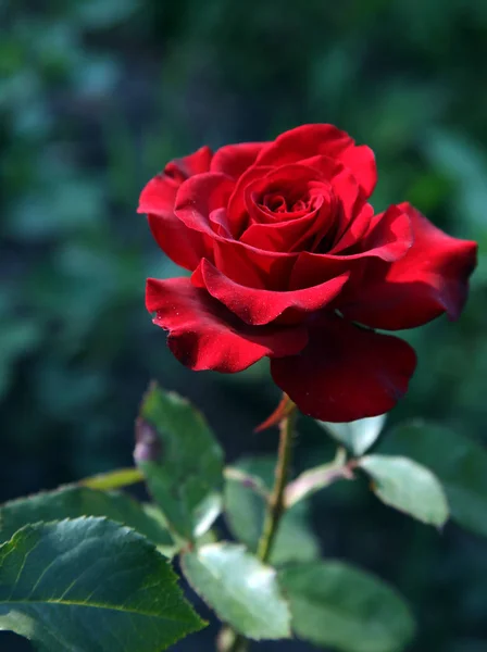 自然の緑の背景をぼかした写真の庭の赤いバラ — ストック写真
