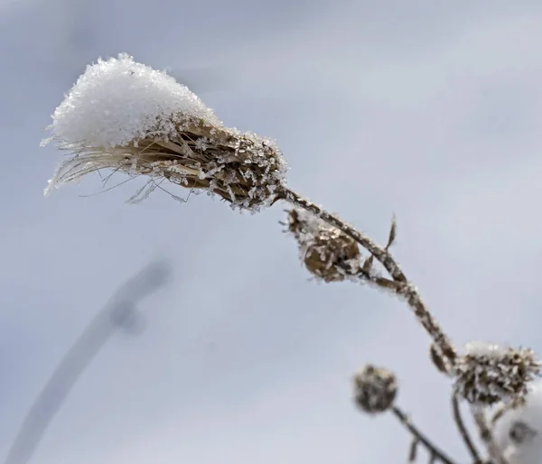 fluffy weed plant covered with ice crystals like sugar grains against the blurred nature landscape