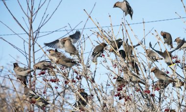 waxwings sürüsü kışın kartopu dallar