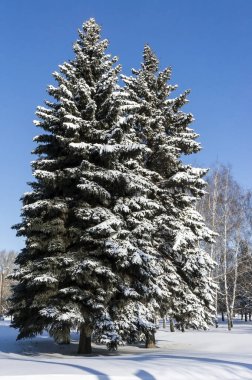 şehrin büyük bir karla kaplı köknar ağaçları