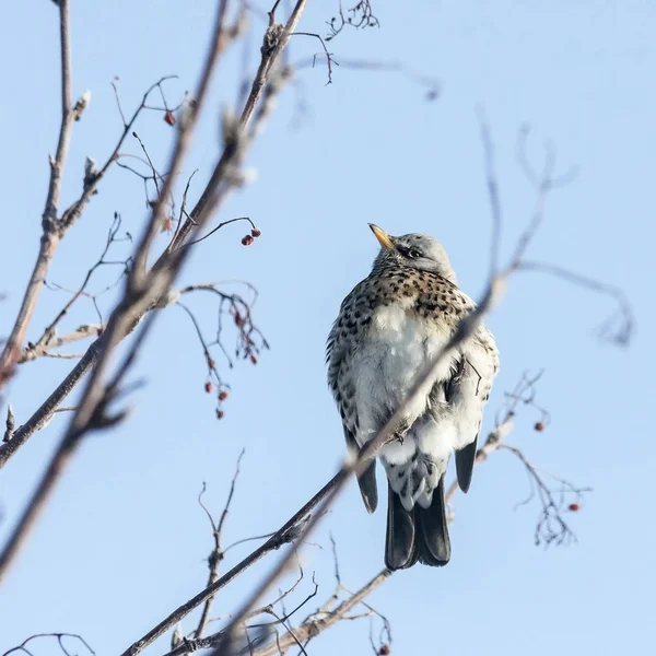 Genç dağ kül ardıç kuşu