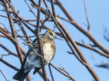 Rowan bir dal üzerinde oturan fieldfare ardıç