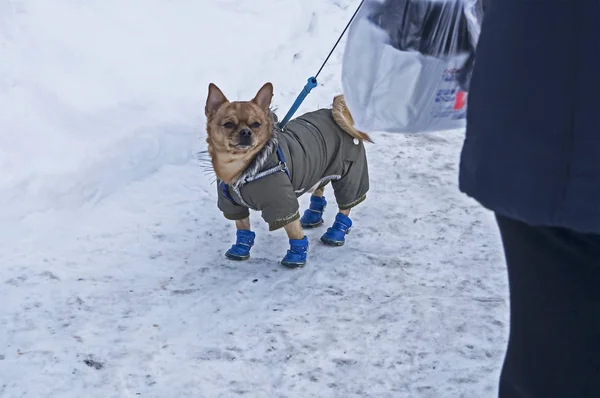 Chihuahua perro en ropa de invierno — Foto de Stock