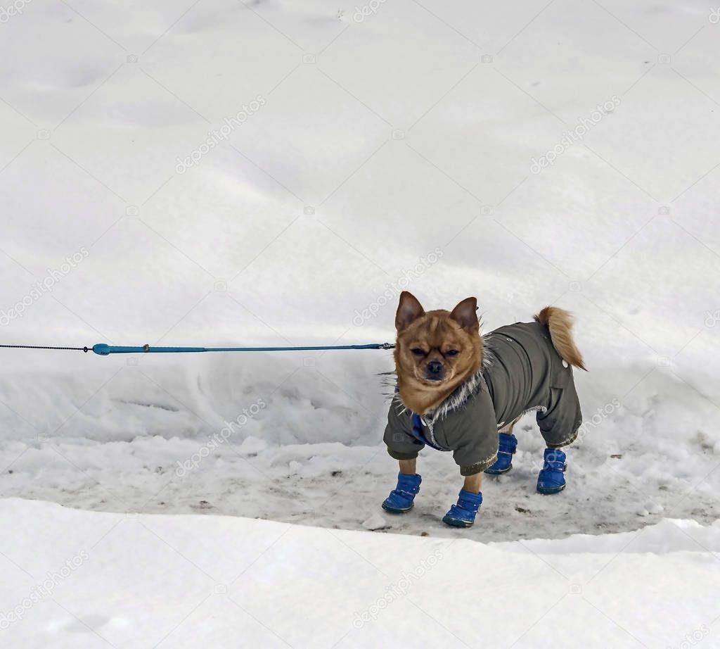 Chihuahua dog in winter clothes