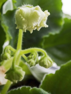 genç, yeşil Bud bir olgunlaşmamış Menekşe, makro, dar odak alanını