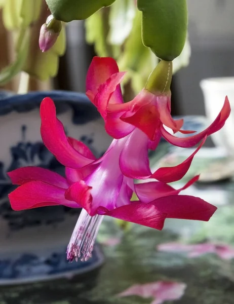 Vánoční kaktus květ s Latinský název Schlumbergera, makro — Stock fotografie