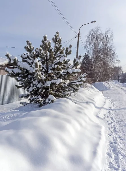 Pino Joven Nieve Cubierto Nieve Fondo Del Paisaje Suburbano — Foto de Stock