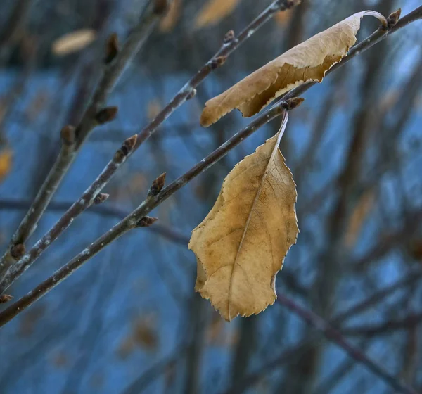 Folhas Congeladas Ramo Iluminado Pelo Sol Inverno Manhã — Fotografia de Stock