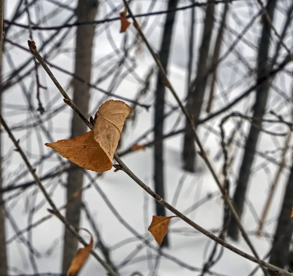 Folhas Congeladas Ramo Iluminado Pelo Sol Inverno Manhã — Fotografia de Stock