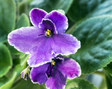 pencere makro üzerinde bir tencerede Menekşe leylak