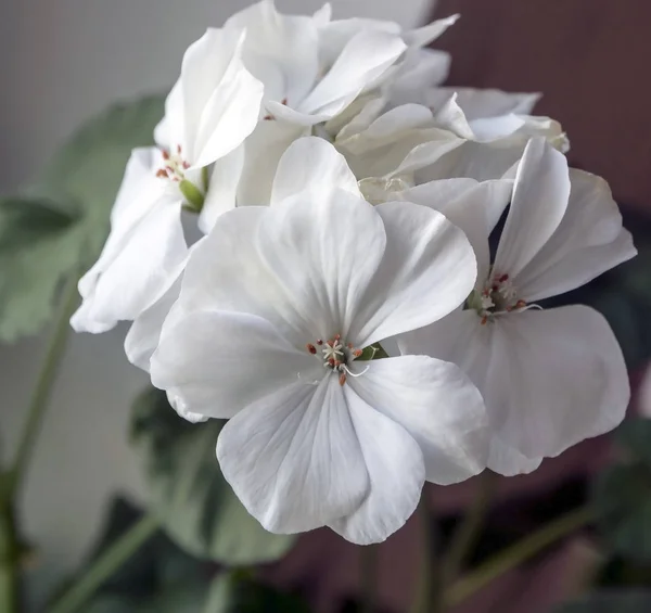 White geranium in a pot, narrow focus area — Stock Photo, Image