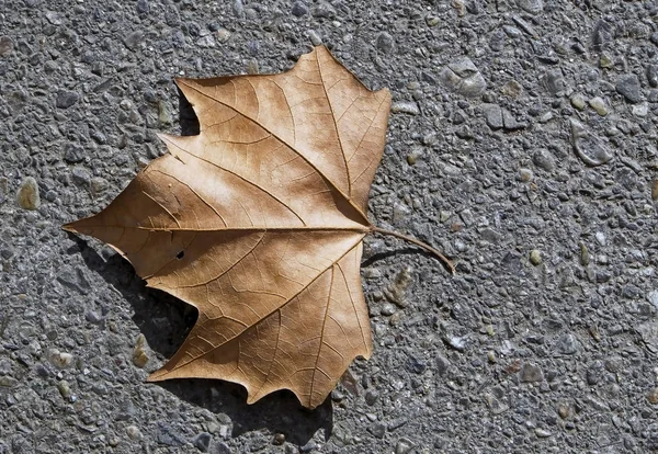 Torkade blad av en sycamore tree på grå asfalt — Stockfoto