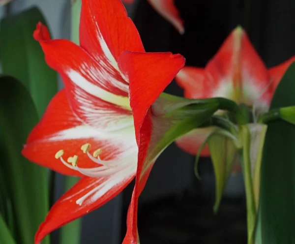 Amaryllis red flower, narrow focus area — Stock Photo, Image