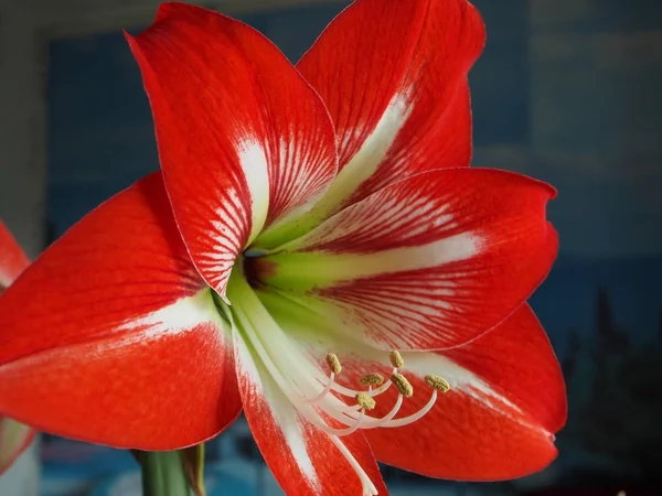 Amaryllis red flower, narrow focus area — Stock Photo, Image